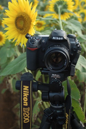 Ҥޤnikon