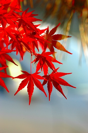 紅葉