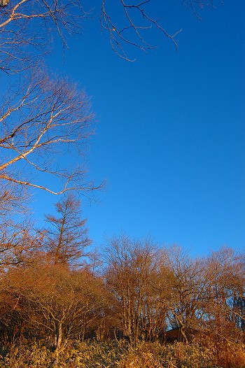 白樺と唐松と青空