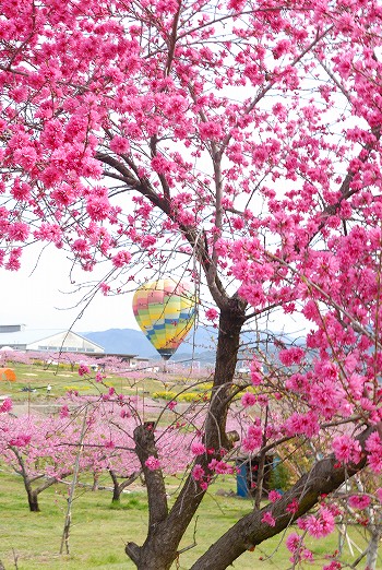 桃の花と気球