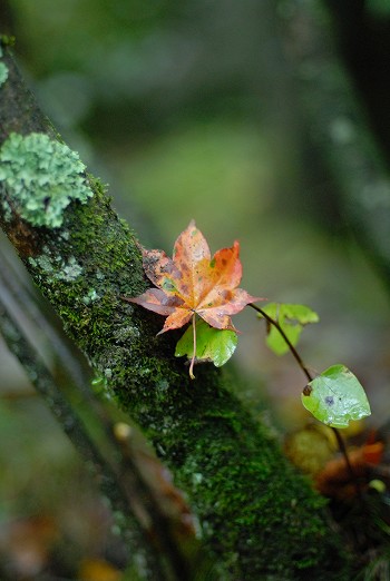 小さな紅葉