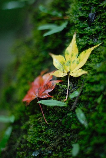 コケと紅葉