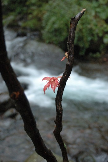 紅葉